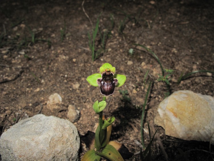 Ophrys bombyliflora